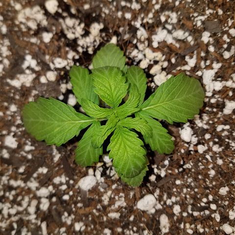 Super Skunk Kush #2 growlog timeline photo
