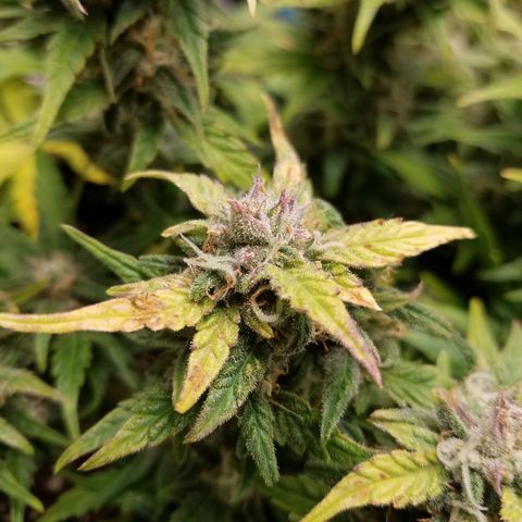 Six Shooter  growlog timeline photo