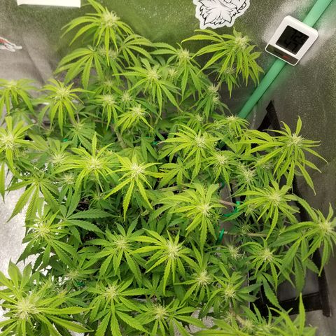 Strawberry Sprinkles growlog timeline photo
