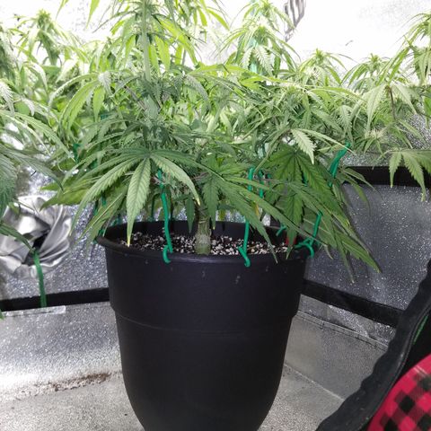 Strawberry Sprinkles growlog timeline photo