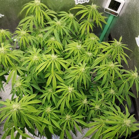 Strawberry Sprinkles growlog timeline photo