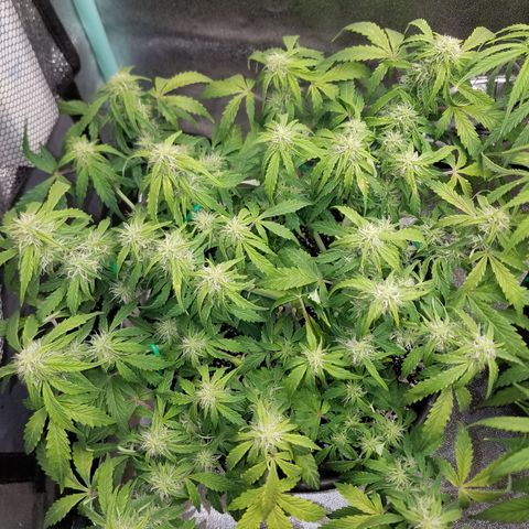 Green Crack  growlog timeline photo