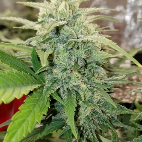 Loco Mota growlog timeline photo