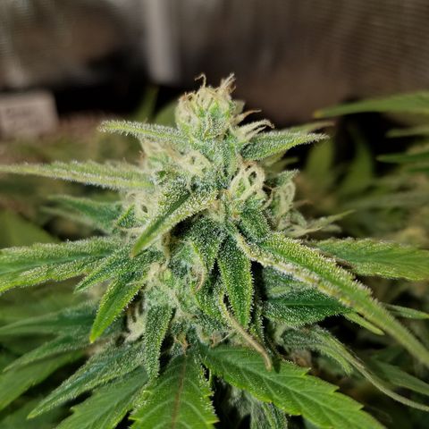 Loco Mota growlog timeline photo