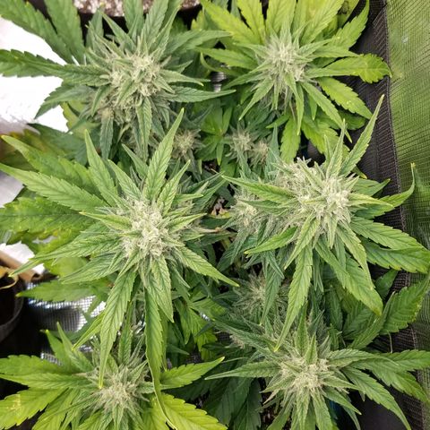 Loco Mota growlog timeline photo