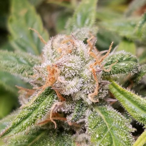 Six Shooter  growlog timeline photo