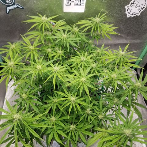 Strawberry Sprinkles growlog timeline photo