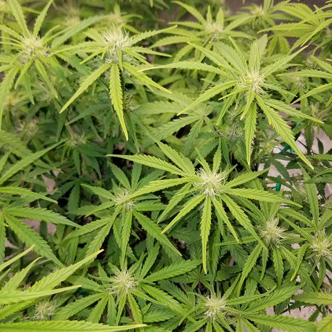 Strawberry Sprinkles growlog timeline photo