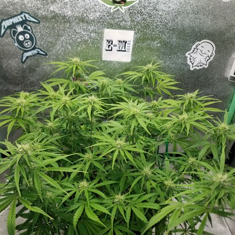 Strawberry Sprinkles growlog timeline photo