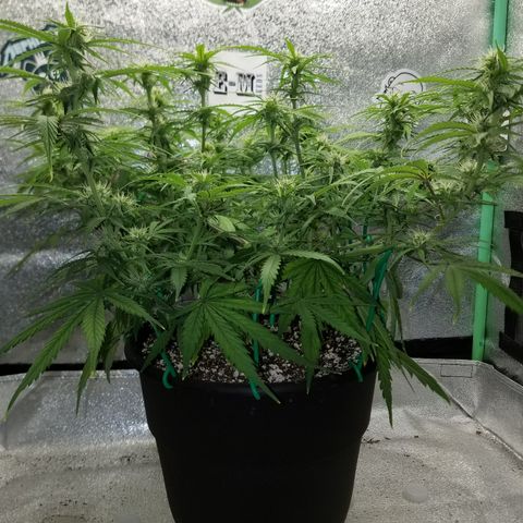 Strawberry Sprinkles growlog timeline photo