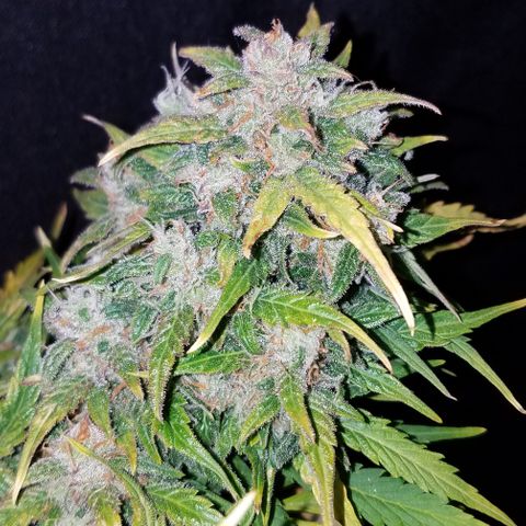 Six Shooter  growlog timeline photo