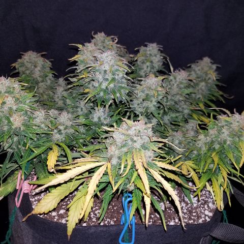 Six Shooter  growlog timeline photo