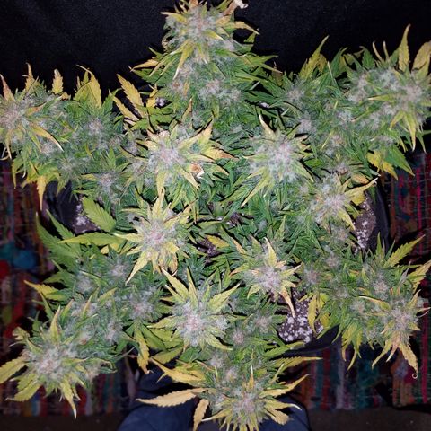 Six Shooter  growlog timeline photo