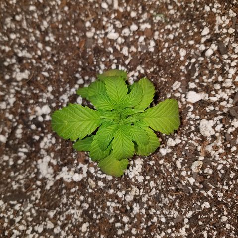 Super Skunk Kush #2 growlog timeline photo