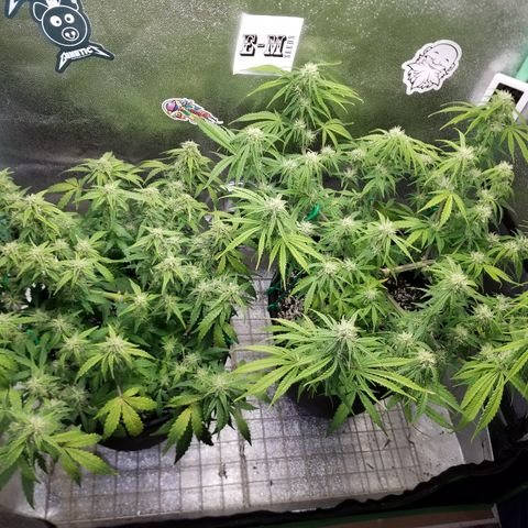 Strawberry Sprinkles growlog timeline photo
