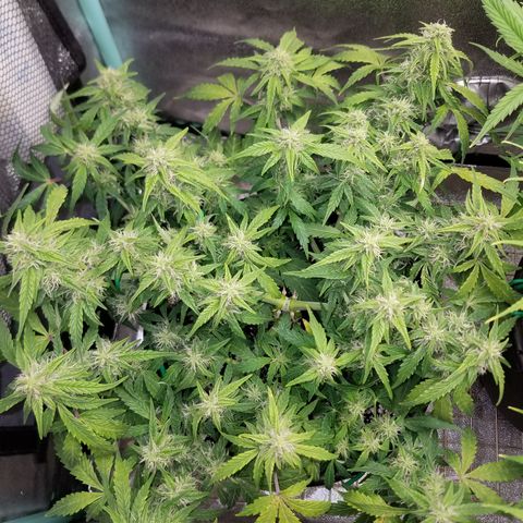 Green Crack  growlog timeline photo