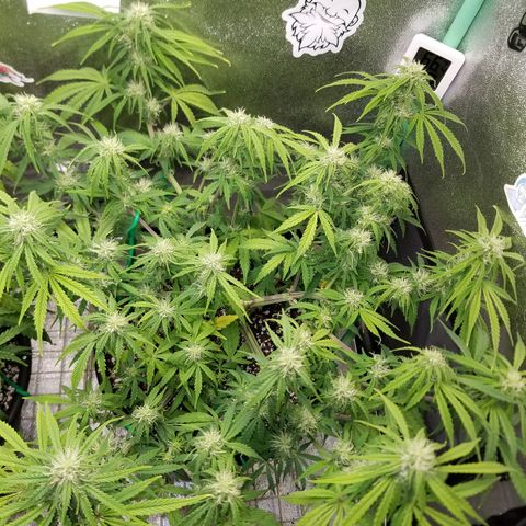 Strawberry Sprinkles growlog timeline photo