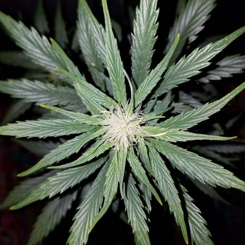 Test #58 growlog timeline photo