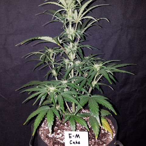 Test #58 growlog timeline photo