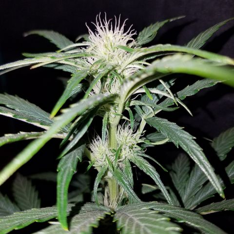 Test #58 growlog timeline photo