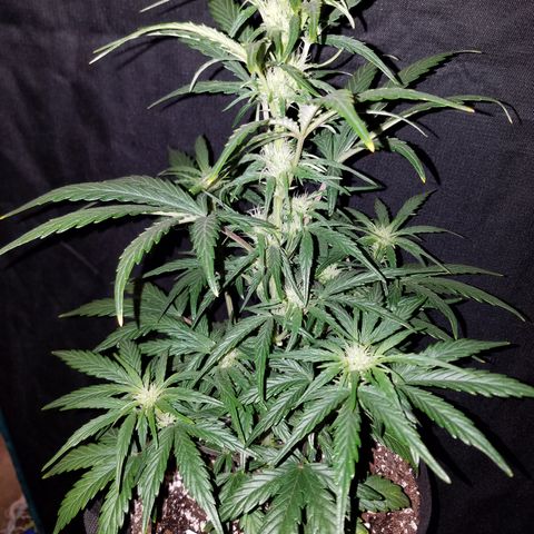 Test #58 growlog timeline photo