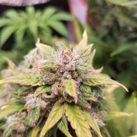 Six Shooter  growlog timeline photo