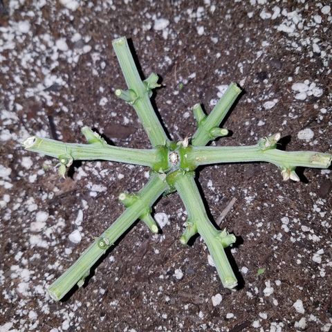 Six Shooter  growlog timeline photo