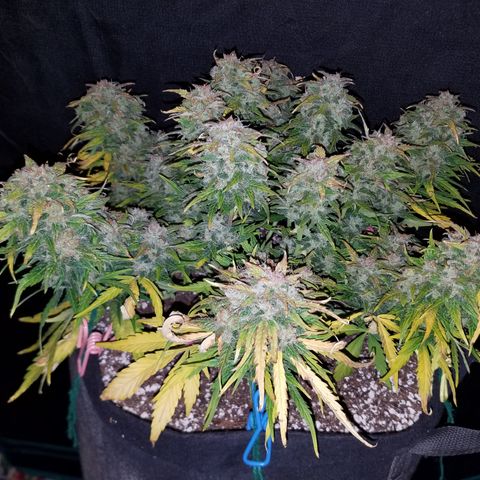 Six Shooter  growlog timeline photo