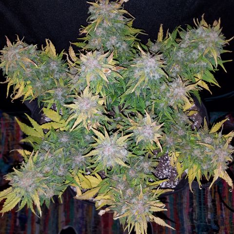 Six Shooter  growlog timeline photo