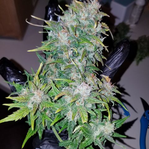Six Shooter  growlog timeline photo