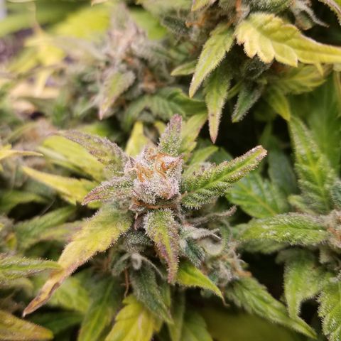Six Shooter  growlog timeline photo
