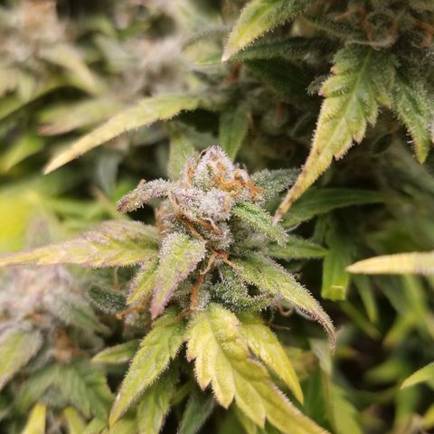 Six Shooter  growlog timeline photo