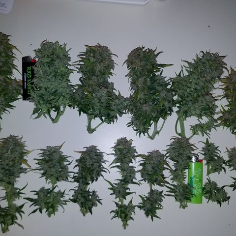 Six Shooter  growlog timeline photo