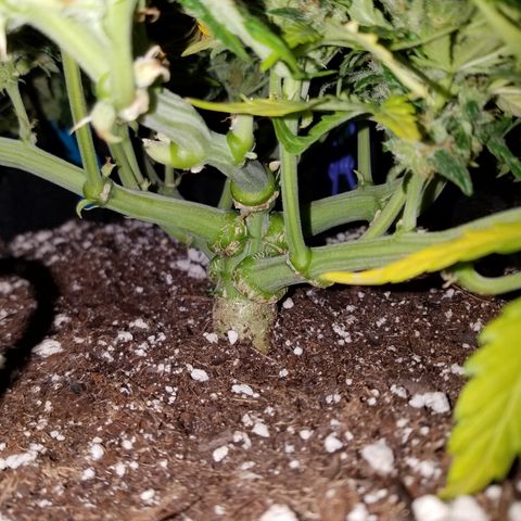 Six Shooter  growlog timeline photo
