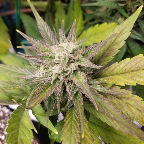 Loco Mota growlog timeline photo