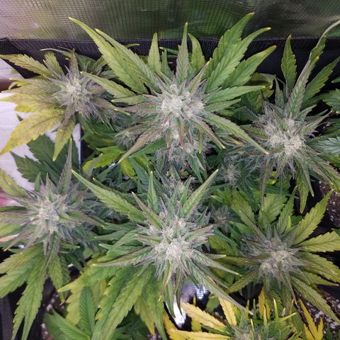 Loco Mota growlog timeline photo