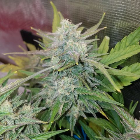 Loco Mota growlog timeline photo