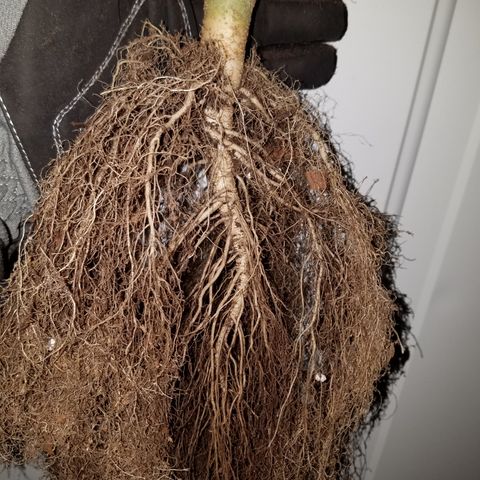 Six Shooter  growlog timeline photo