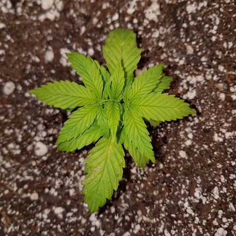 Super Skunk Kush #2 growlog timeline photo