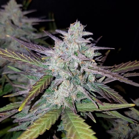 Loco Mota growlog timeline photo
