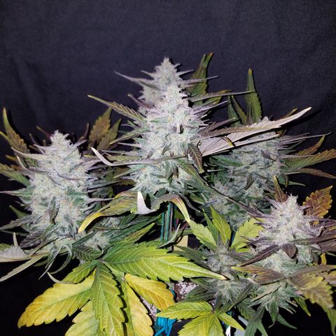 Loco Mota growlog timeline photo