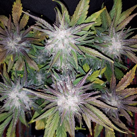 Loco Mota growlog timeline photo