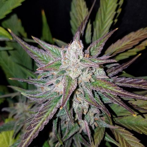 Loco Mota growlog timeline photo
