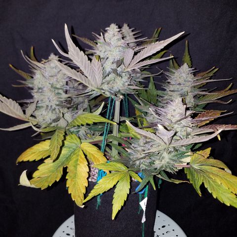 Loco Mota growlog timeline photo