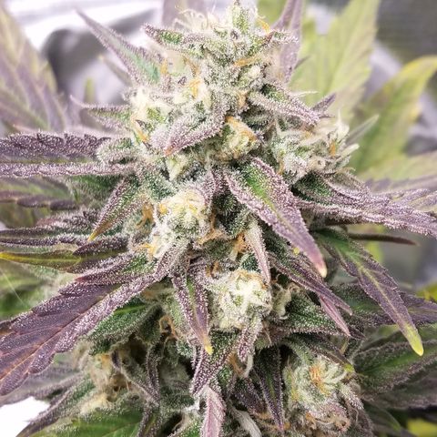 Loco Mota growlog timeline photo