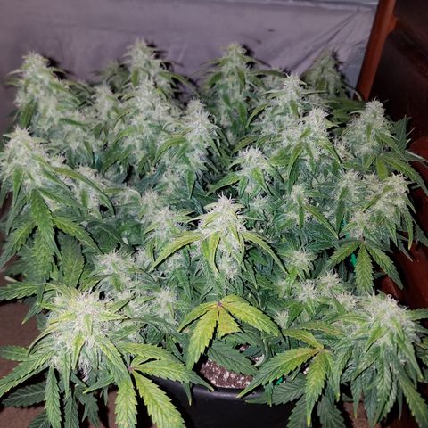 Green Crack  growlog timeline photo
