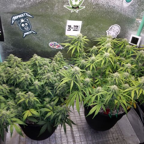 Strawberry Sprinkles growlog timeline photo