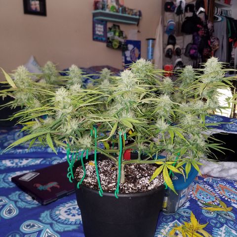 Strawberry Sprinkles growlog timeline photo