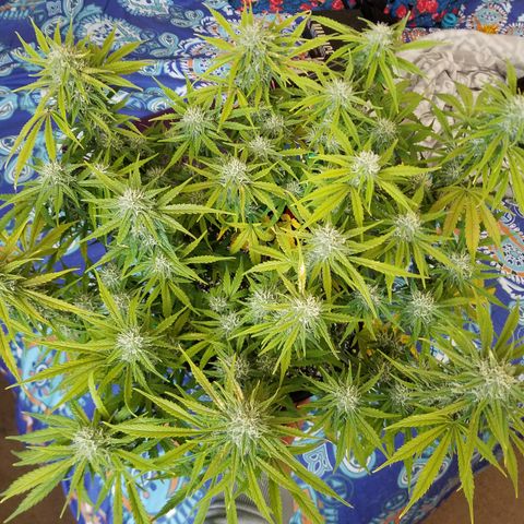 Strawberry Sprinkles growlog timeline photo