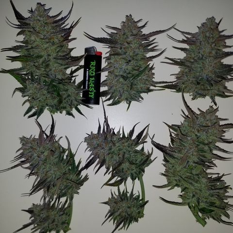 Loco Mota growlog photo: Harvest day
